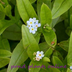 Forget-Me-Not | Myosotis scorpioides