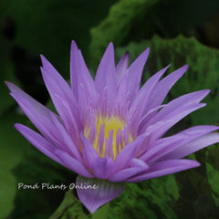 Star of Zanzibar | Tropical Water Lily