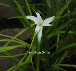 Star Grass | Dichromena colorata | Available Late March Spring 2024