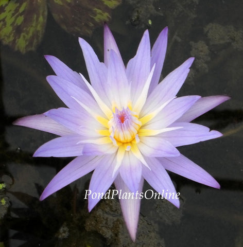 Star of Siam | Tropical Water Lily | Ships April 2024