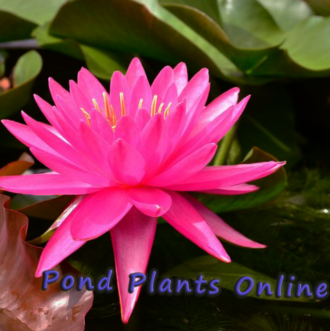 Tan-Khwan | Dark Pink Hardy Water Lily