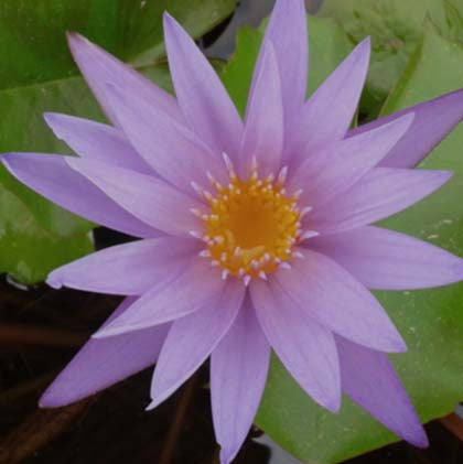 Teri Dunn | Tropical Water Lily