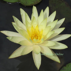Texas Dawn | Yellow Hardy Water Lily
