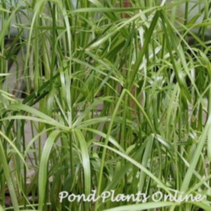 Umbrella Palm Graceful "Baby Tut" (Cyperus alternifolius)