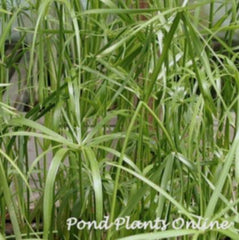parasol palm plant Umbrella Palm Graceful – Pond PIants Online
