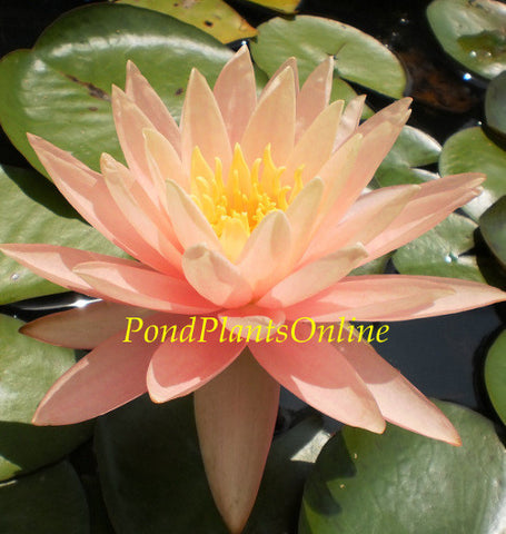 Assorted Peach Hardy Water Lily