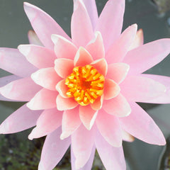 Assorted Pink Hardy Lily
