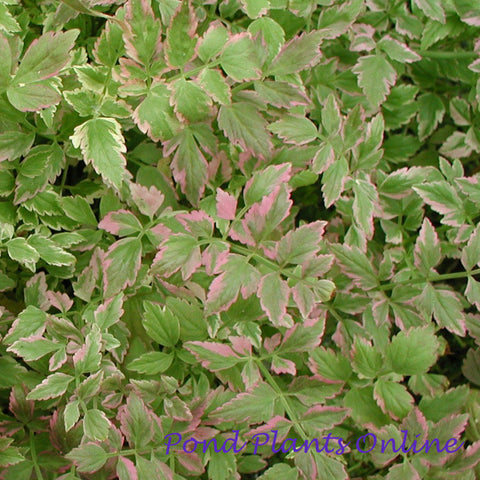 Variegated Water Celery | Oenanthe javonica 'flamingo' | Ships Late March/April Spring 2024