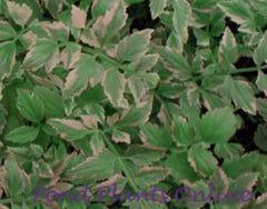 Variegated Water Celery | Oenanthe javonica 'flamingo'