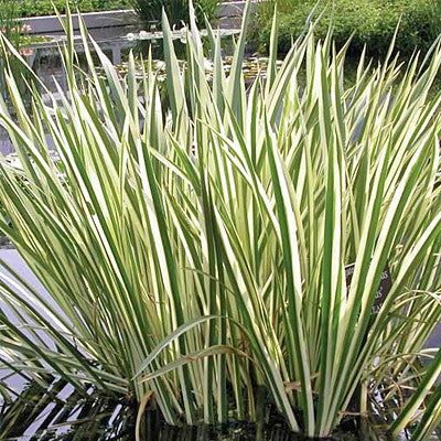 Variegated Sweet Flag | Acorus calamus variegatus