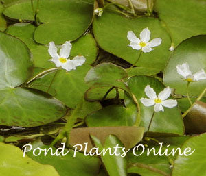 small white lily like flower White Snowflake – Pond PIants Online