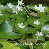 White Snowflake | Nymphoides indica | Bare-Root