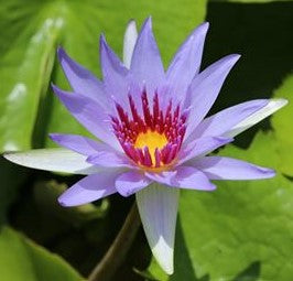 Blue Tropical Water Lilies | Grower's Choice | Ships April 2024