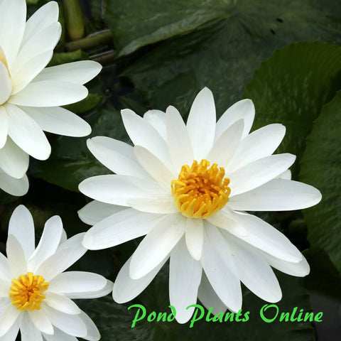 Woods White Knight Night Blooming Water Lily | Available Late March/April Spring 2024