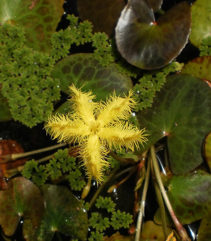 Yellow Snowflake | Nymphoides geminata | Bare-Root | Available Late March Spring 2024