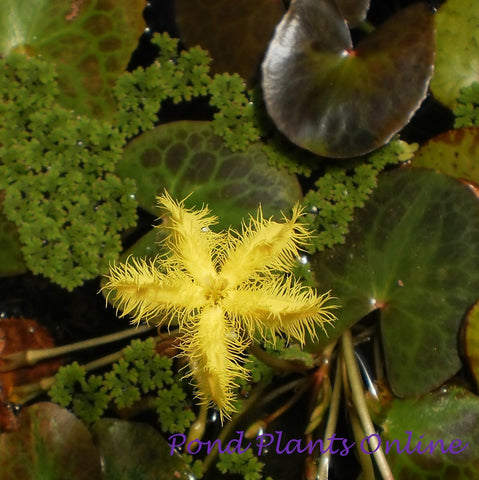 Yellow Snowflake | Nymphoides geminata | Potted | Available Late March Spring 2024