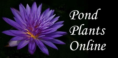 Pond Plants Online